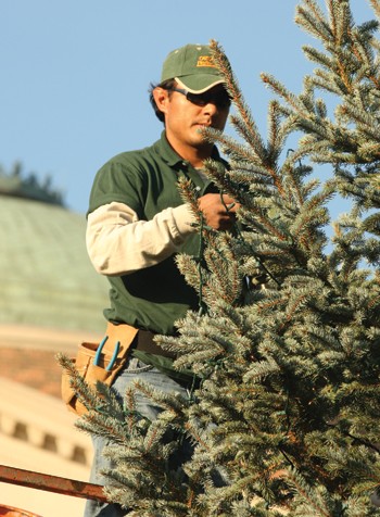 Eberardo Galeicia installs lighting atop the SMU Christmas tree in front of Dallas Hall on Thursday afternoon.