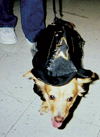 Honey the dog was dressed up as a witch for Howl-O-Ween.