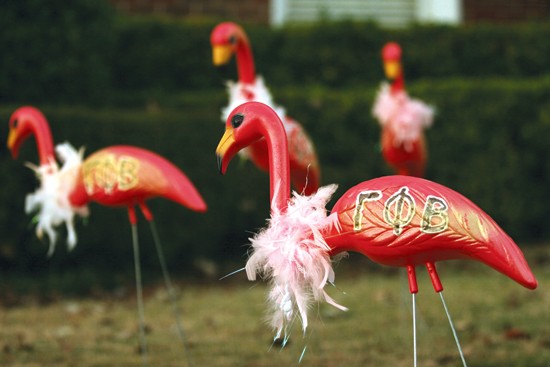 Flamingos stand outside of the Sigma Chi house Monday evening as part of the Gamma Phi fundraiser for Campfire USA.