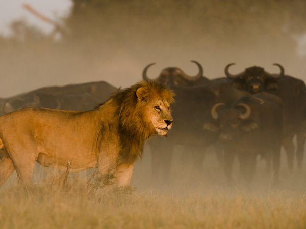Against a constant backdrop of African buffalo, the lions of Duba are highlights on a dark canvas.
