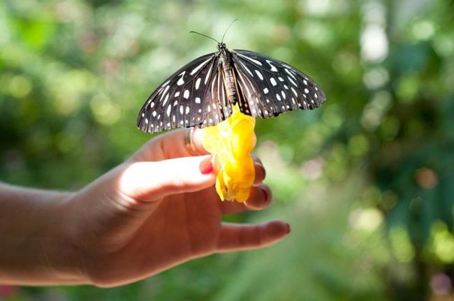Local garden houses over 500 exotic butterflies