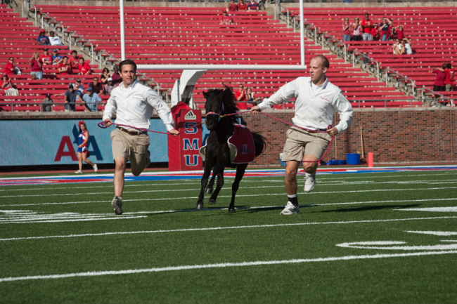 During Saturday afternoon's half-time show, Peruna VIII exchanged reins with Peruna IX, who is assuming the role of SMU's sole living mascot after 14 years of service by Peruna VIII.