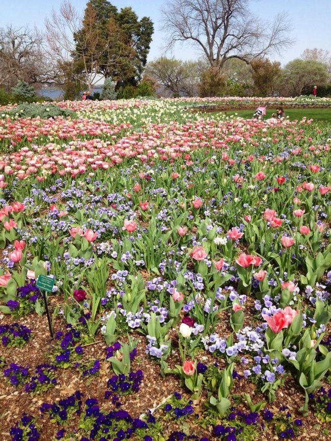 Dallas Blooms a Work of Art