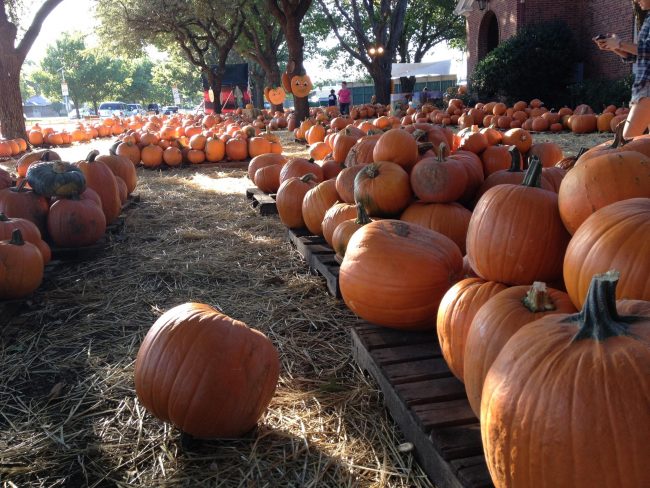 Royal Lane Baptist Church in Dallas is one of many pumpkin patches in the DFW area that receives pumpkin shipments from New Mexico in order to fill their patch. 