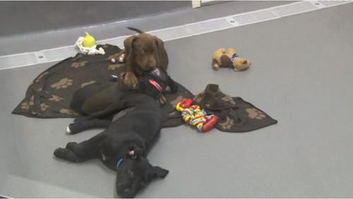 The SPCA of Dallas is sheltering dogs rescued from West, Texas.