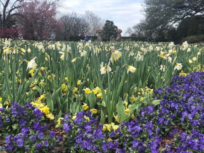 Spring has sprung at the Dallas Arboretum