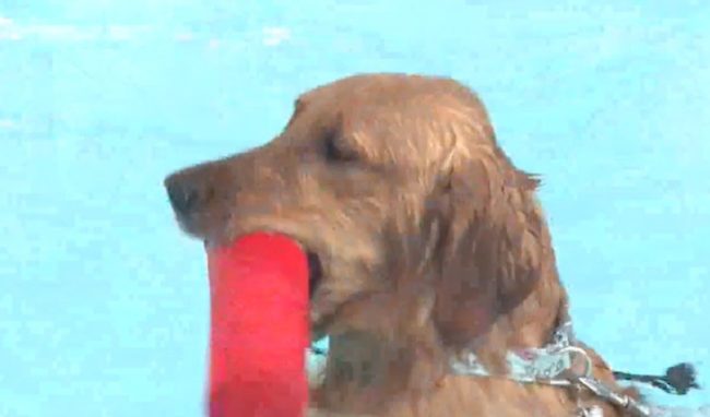 Dogs beating the heat by jumping into the pool.