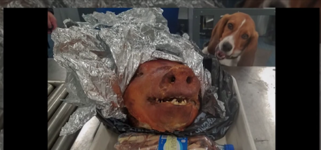 Beagle finds pig in airport luggage. Photo credit: CNN