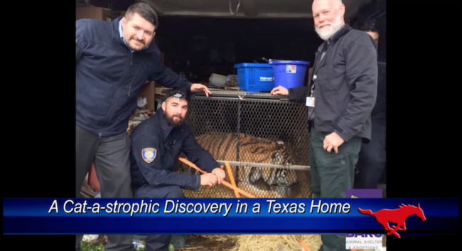 Two men discovered a 350-pound male tiger in a Texas home. Photo credit: CBS