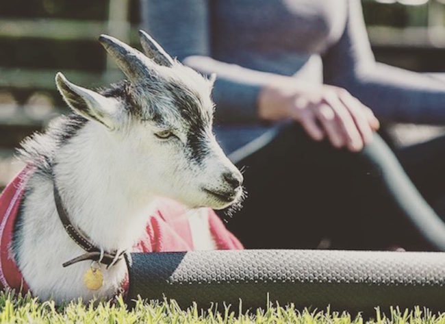 Why+practice+alone+when+you+can+have+a+furry+companion%3F+Photo+credit%3A+Goat+Yoga+Richardson+Facebook