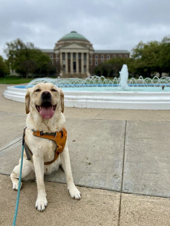 I walked my dog to SMU to grasp a better handle on the feeling of its campus now that most students, faculty, and staff have returned home.