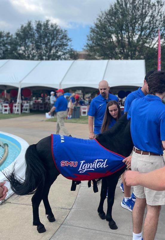 A mini black horse wears a blue vest