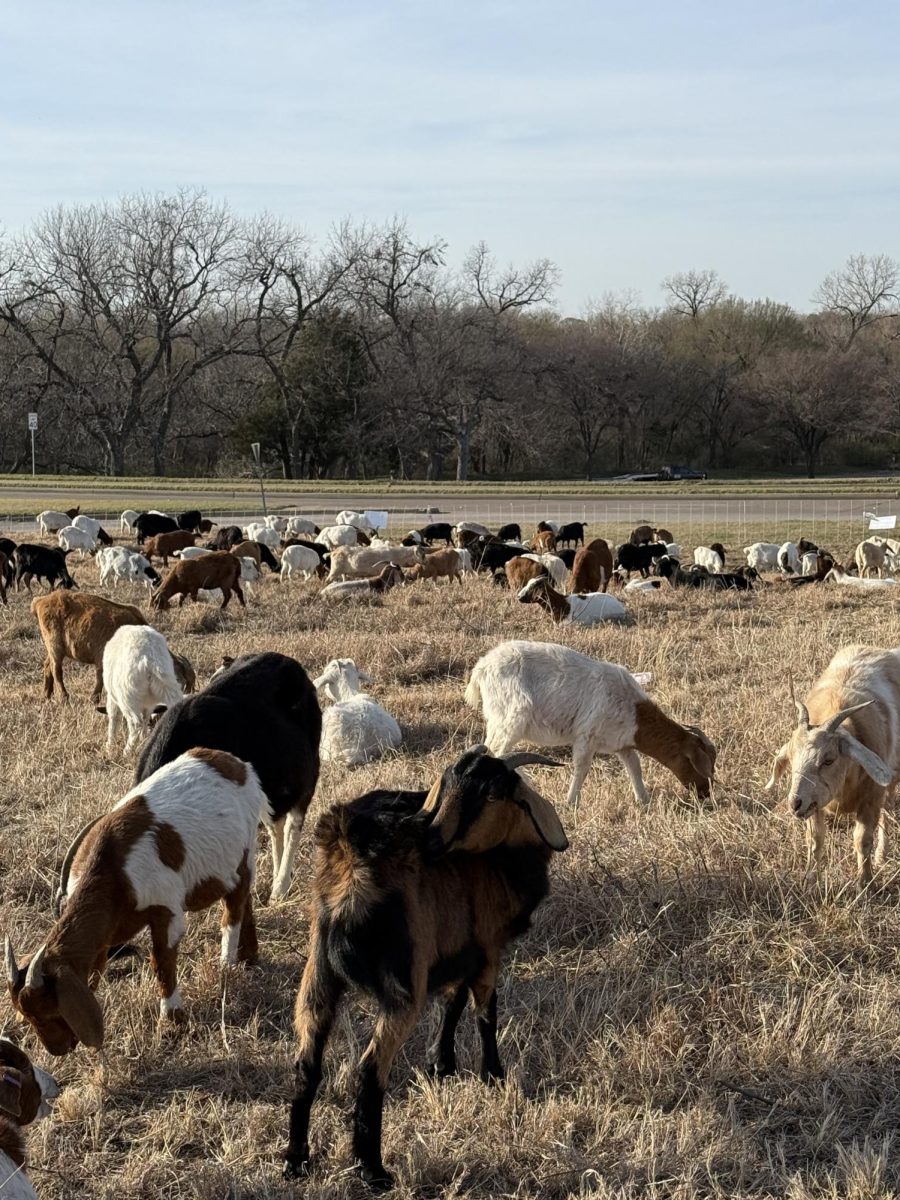 A herd of goats working at White Lake chew diligently on plants in Dallas, Texas.